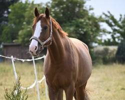 jumper Sia 3 (Hanoverian, 2013, from Stolzenberg)