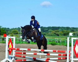 dressage horse Mister Flash 4 (unknown, 2007)