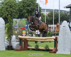 Springpferd Islandwood Roxy Ella (Irish Sport Horse, 2011, von Kroongraaf)