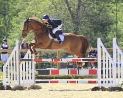 stallion Boswell Mr Heartbreaker (Irish Sport Horse, 2008, from Guidam)