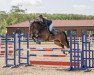 jumper Quianti (anglo european sporthorse, 2016, from Quastor du Buisson Z)