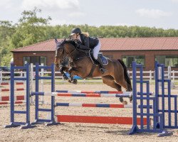 jumper Quianti (anglo european sporthorse, 2016, from Quastor du Buisson Z)