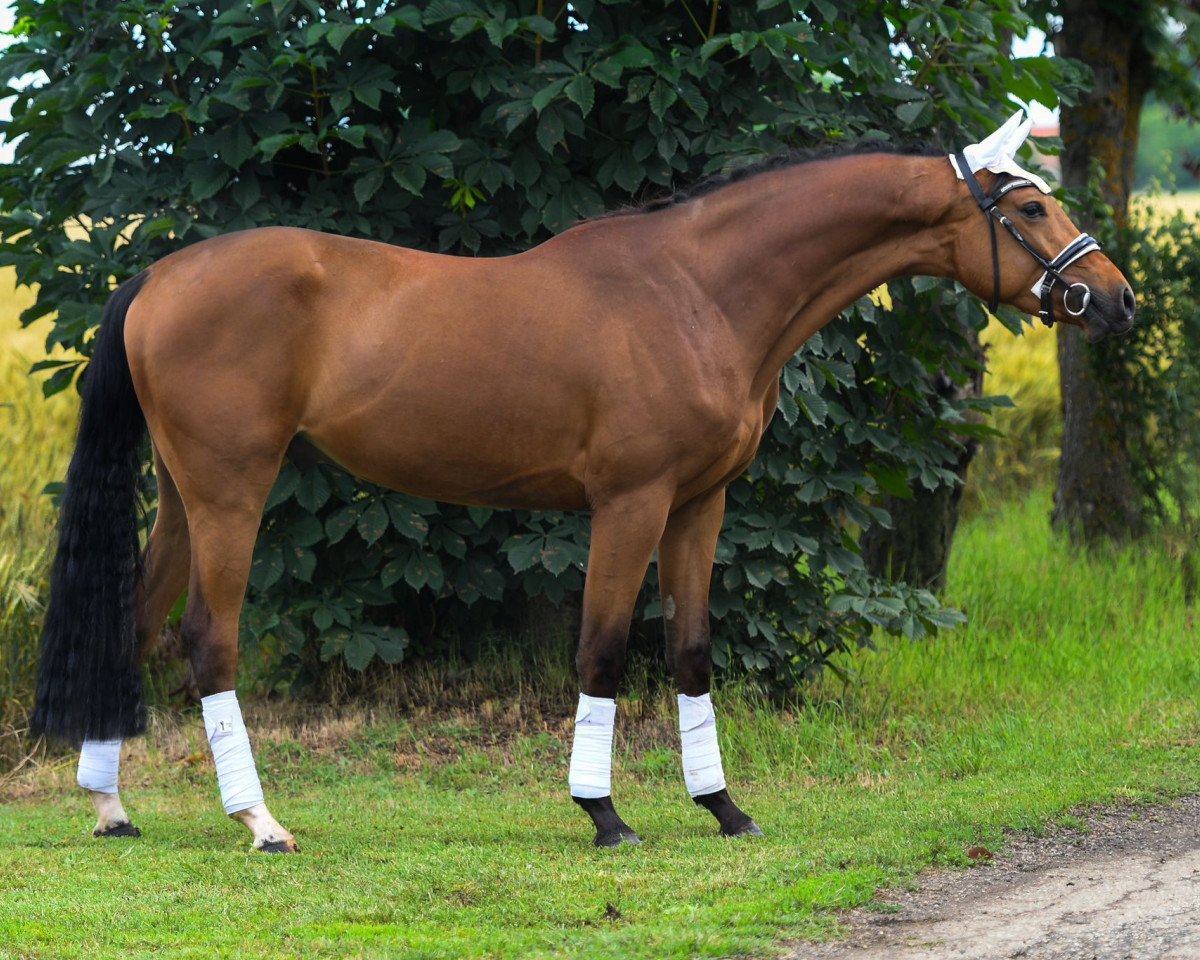 jumper Pedro (Hungarian Warmblood, 2020, from Koppány)