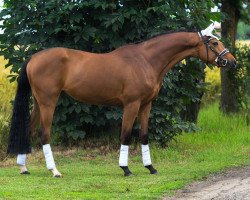 jumper Pedro (Hungarian Warmblood, 2020, from Koppány)