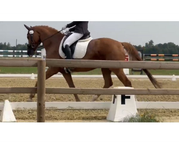 dressage horse Dublin 235 (Oldenburg, 2013, from Destano)