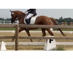 dressage horse Dublin 235 (Oldenburg, 2013, from Destano)