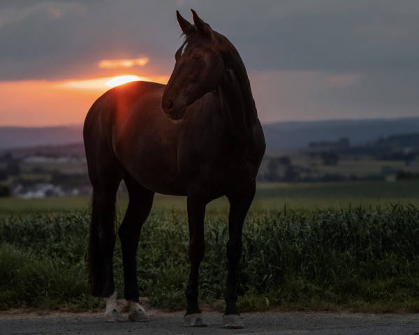 dressage horse Simply Nice (Westphalian, 2010, from Swarovski)