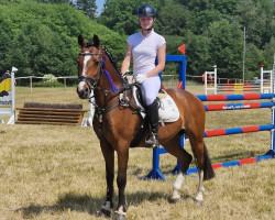 jumper Albrecht's Hoeve Martijn (Dutch Pony, 2015, from Orchard Red Prince)