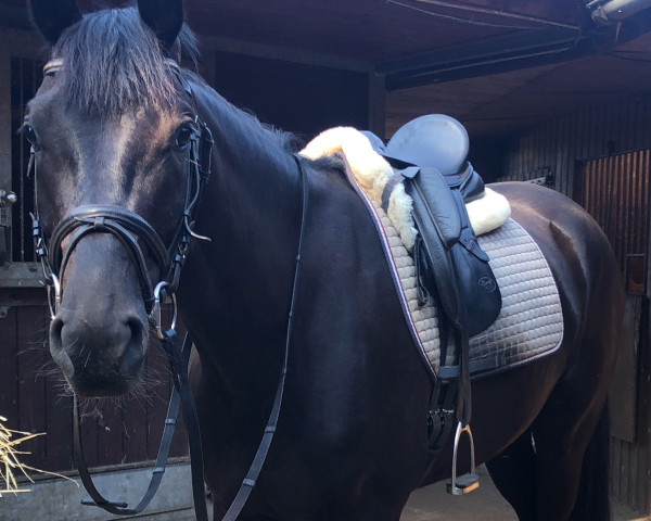 dressage horse Delgado 80 (Hanoverian, 2019, from De Niro)