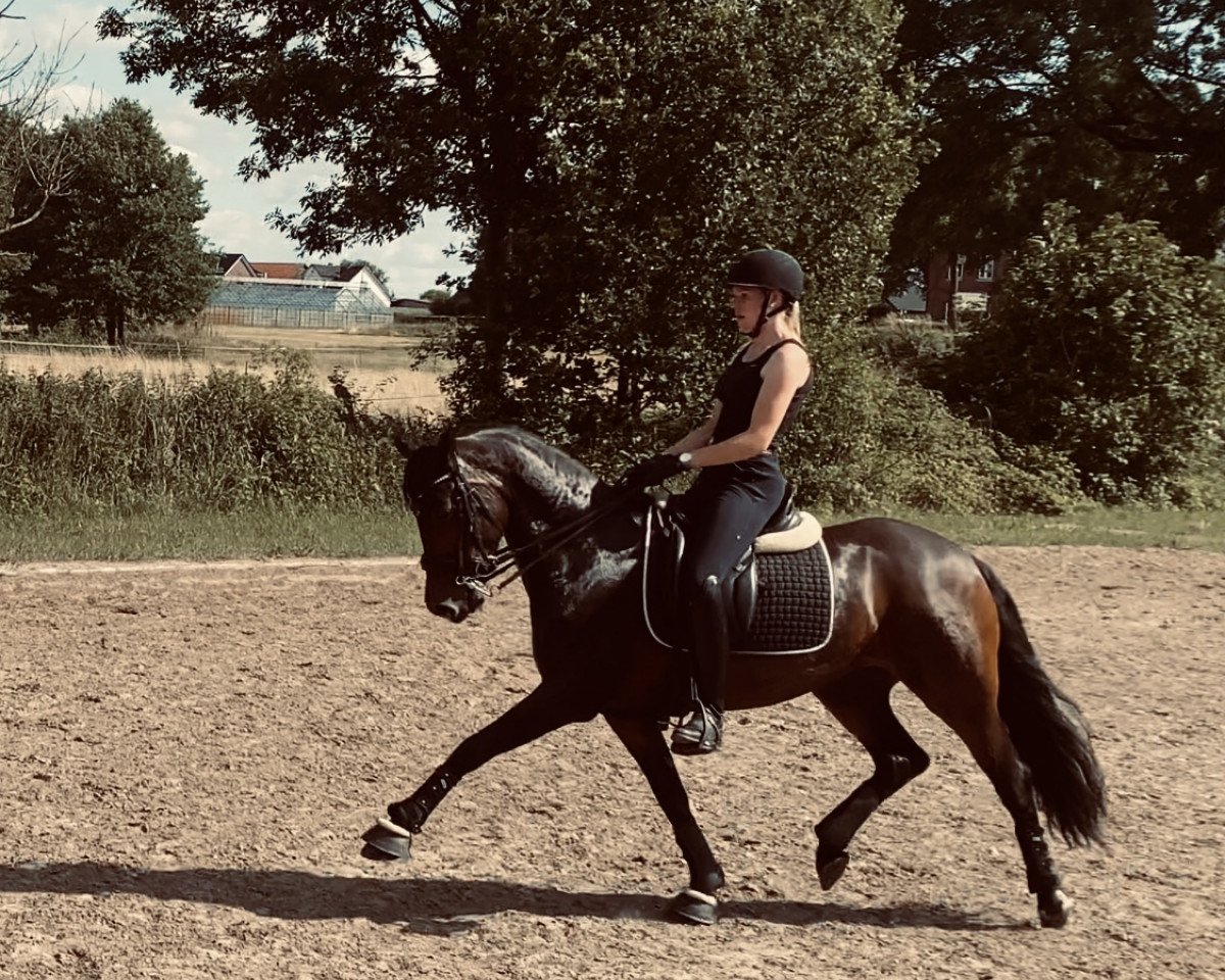 Zuchtstute CTS Sakari (Deutsches Reitpony, 2016, von Movie Star)