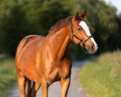 dressage horse Craysler (Westphalian, 2016, from Carambole)