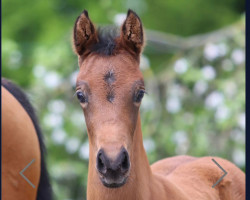 dressage horse Go to Win G (German Riding Pony, 2023, from Golden Grey NRW)