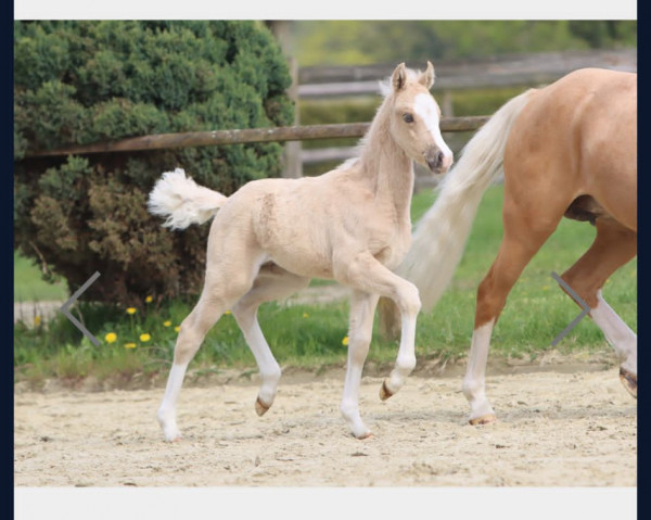 dressage horse Next Generation G (German Riding Pony, 2023, from Fs Numero Uno)