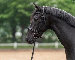 dressage horse Leopold von Langeln (Oldenburg, 2017, from Le Vivaldi)