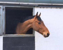 dressage horse Dax 71 (Hanoverian, 2019, from Da Costa)