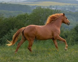 Pferd IHR Golden Basswood (Appaloosa, 2020, von IHR Fire B Golden)