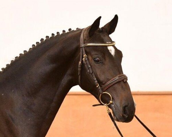 stallion Domirado VA (Holsteiner, 2018, from Dominator 2000 Z)