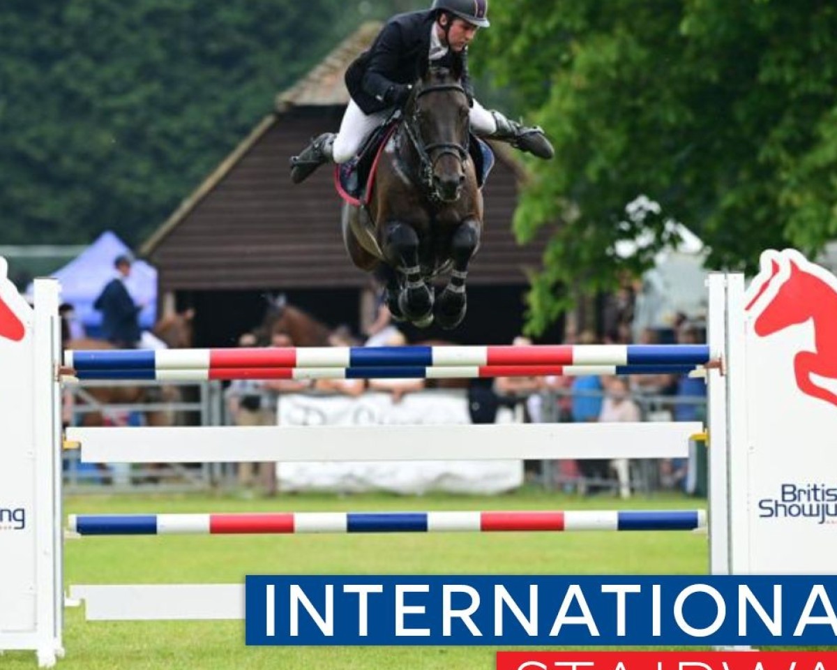 jumper Flying Tinker II (anglo european sporthorse, 2011, from Tinkers Tale)