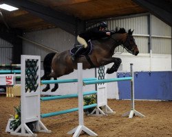 jumper Whisper's Love (anglo european sporthorse, 2016)