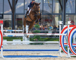 jumper Grennanstown Sarco Lux Hill (Irish Sport Horse, 2010, from Shannondale Sarco St Ghyvan)