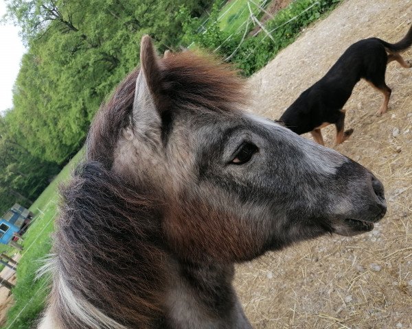 Pferd Cascaya vom Schollbruch (Dt.Part-bred Shetland Pony, 2022, von Wum vom Marschhorst)