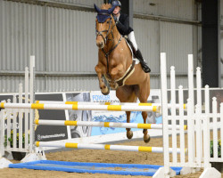 jumper Loretta Blue MFS (KWPN (Royal Dutch Sporthorse), 2016, from Zirocco Blue)