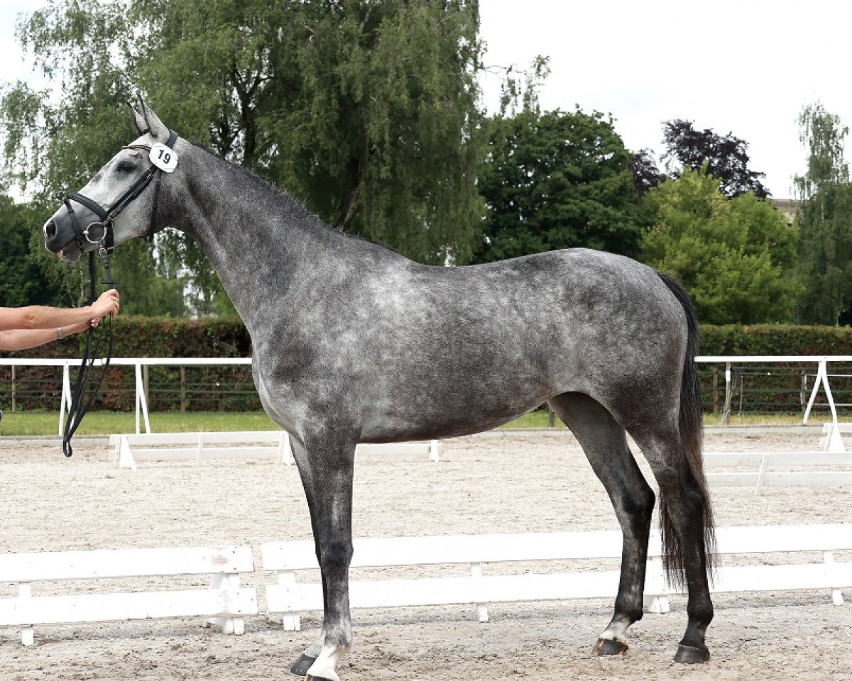 broodmare Zoom's Featherlight Snowflake (Westphalian, 2018, from Zoom 8)