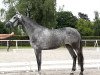 broodmare Zoom's Featherlight Snowflake (Westphalian, 2018, from Zoom 8)