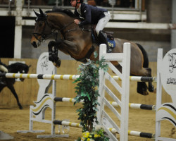 jumper Negredo de Muze (Belgian Warmblood, 2013, from Elvis Ter Putte)