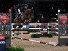 jumper Billy Sarafina (anglo european sporthorse, 2013, from Tangelo van de Zuuthoeve)