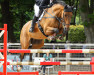 Springpferd K.i Avalon Sunset B (Irish Sport Horse, 2010, von Radolin)