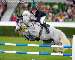 jumper Simply Splendid (anglo european sporthorse, 2009, from Ustinov)