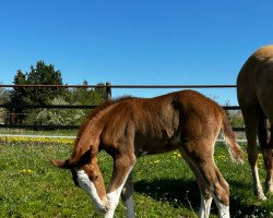 dressage horse Nova Diamond (German Riding Pony, 2023, from FS Next Diamond)