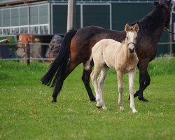 dressage horse Damas (German Riding Pony, 2023, from Damaszener K WE)