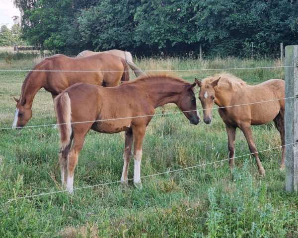 dressage horse Stute 2022 (German Riding Pony, 2022, from Fs Numero Uno)