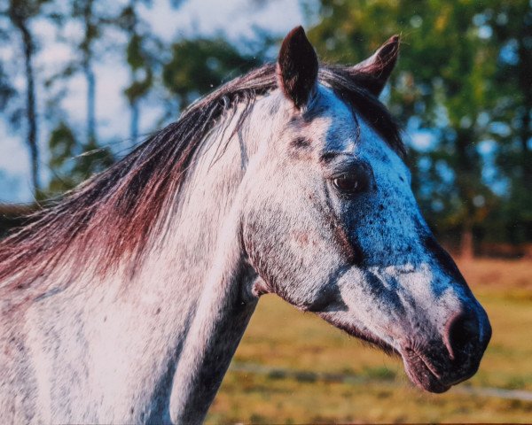 dressage horse Silver 347 (Polish Pony, 2004)