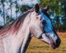 Dressurpferd Silver 347 (Polnisches Pony, 2004)