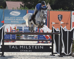 jumper Qarmina de Greenbay Z (Zangersheide riding horse, 2010, from Qody de St Aubert)