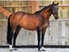 stallion Popstar Lozonais (Selle Français, 2003, from Quick Star)