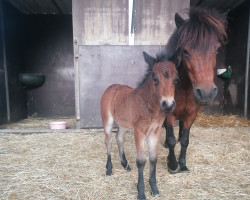 horse Fee vom Schollbruch (Dt.Part-bred Shetland pony, 2023, from Kobold vom Allerhop)