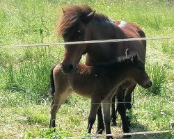 Zuchtstute Fanny (Shetland Pony, 2016)