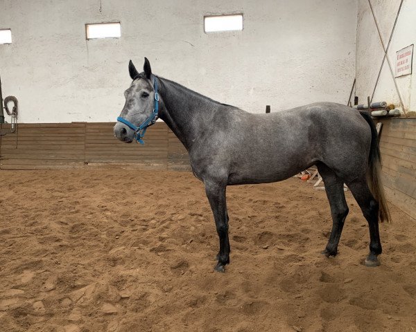 broodmare Lady Cumano (Holsteiner, 2016, from Cumano)