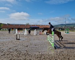 jumper Venice Ts (Zangersheide riding horse, 2018, from Verdi)