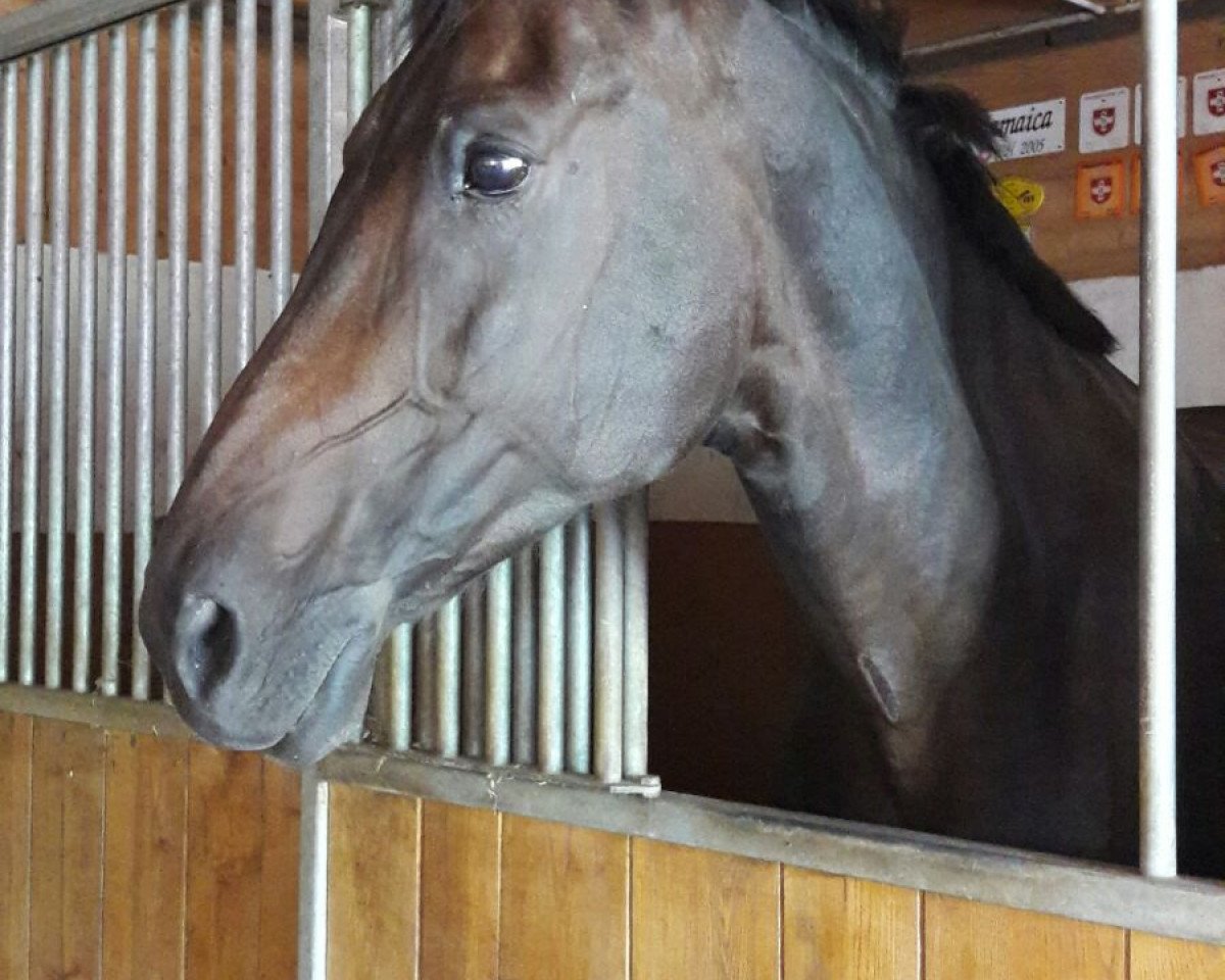 Zuchtstute La Luna P (Schweizer Warmblut, 1999, von Lucky Dream)