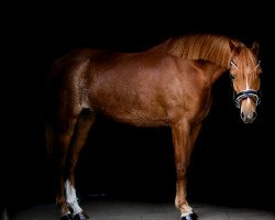 jumper Our Dream Luzan (Welsh-Pony (Section B), 2017, from Den Bramel's Baye)