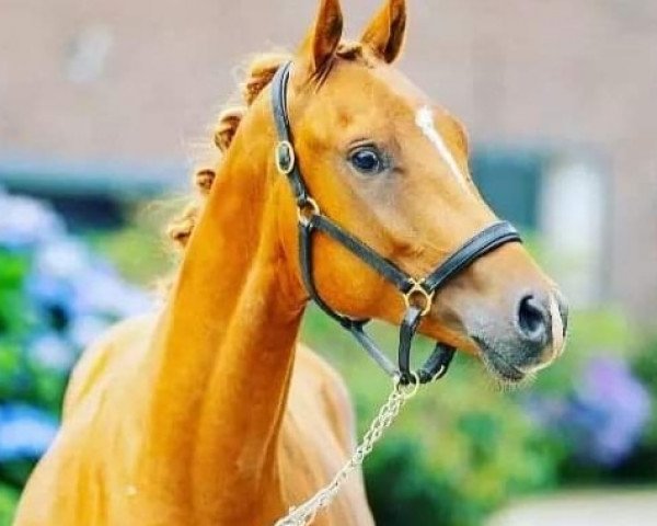 dressage horse Casimir de Luxe (German Riding Pony, 2020, from Cooper County WE)