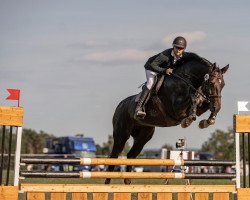 jumper Sinsanity Lilo (Hanoverian, 2014, from Stakkato)