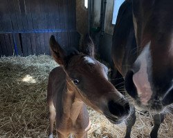 Pferd Stute von Hardrock Z / Classe (Holsteiner, 2023, von Hardrock Z)