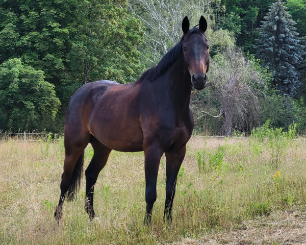 dressage horse Qampino (German Sport Horse, 2016, from Quaterstern)