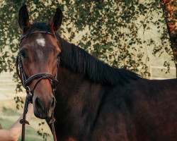 Springpferd Nouka Rouge (Holsteiner, 2020, von Cascavelle NT)